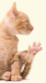 Tomcat Revealing Hind Foot