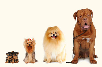 Yorkshire Terrier Spitz Bordoss Dog