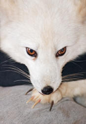 Arctic Fox Alopex lagopus Revealing Claws