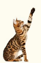 Domestic Cat Bengal Felis silvestris catus