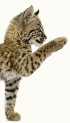 Bobcat Lynx rufus