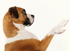Boxer Revealing Paws
