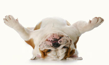 Bulldog Forelimbs Revealing Paws