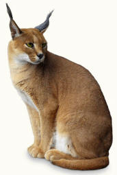 Caracal caracal