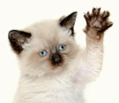 Cat Raising Forearm