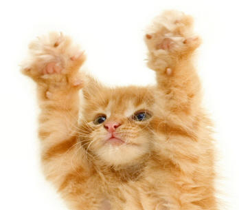 Cat Front Feet Revealing Paws