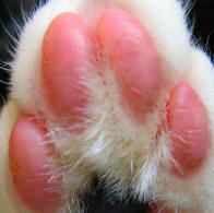 Digital Pads of a Domestic Cat