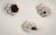 Cougar Trail in Snow