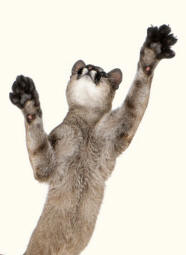 Cougar puma concolor Revealing Paws