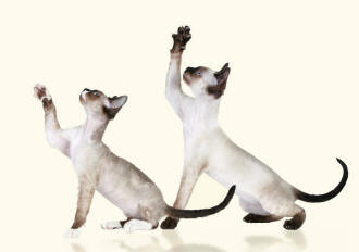 Devon Rex Siamese Cats Reveal Paws