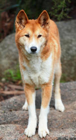 Dingo canis lupus dingo