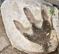 Dinosaur Track