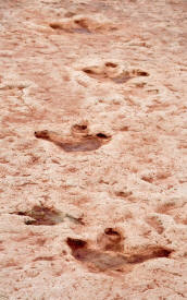 Dinosaur Tracks Nr Tuba City