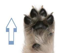 Dog Paw Illustrating Distal Directon