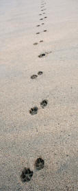 Dog Tracks in Sand