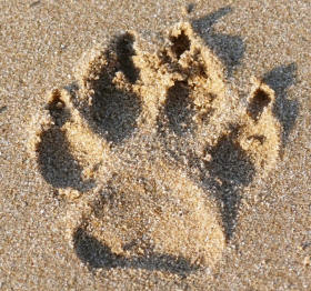 Dog Footrpint in Sand