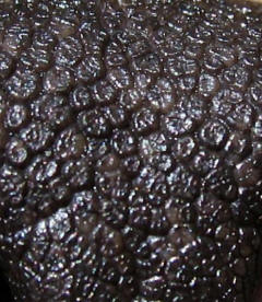 Dog Nose Close-Up Keratinized