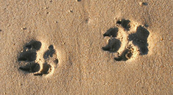 Dog Footprints in Sand