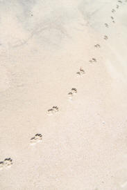 Dog Tracks in Sand