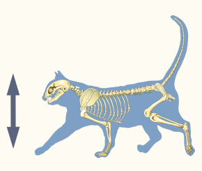 Dorsoventral Axis Illustration