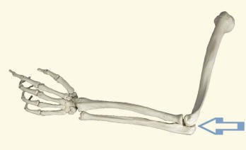 Human Elbow