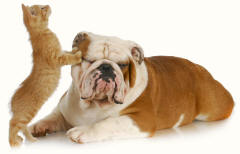 English Bulldog Leant Upon by Kitten