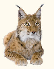 Eurasian Lynx