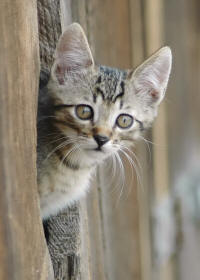 Feral Cat