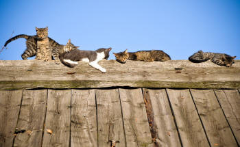 Feral Cats