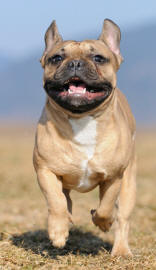 French Bulldog Running