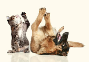 German Shepherd Dog and Tabby Reaching Up