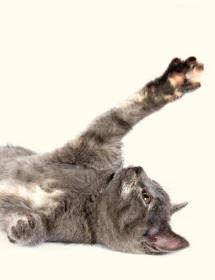 Grey Cat Fore Paws