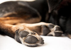 Hind Feet of Shepherd Dog