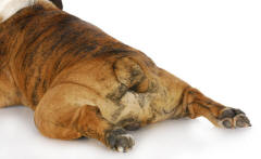 Hind Limbs of Bulldog