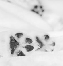 Hind Paws of Golden Retriever Puppy Plantar Aspect