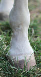 Horses Hoof