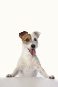 Jack Russell Forequarters