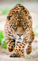 Jaguar panthera onca