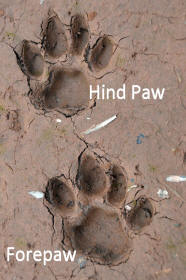 Jaguar panthera onca tracks Anotated
