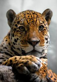 Jaguar panthera onca
