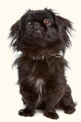 Japanese Chin or Japanese Spaniel