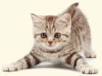 Kitten Legs Spread Illustrating The Term Distal