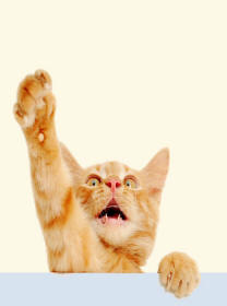 Kitten Reaching with Fore Paw