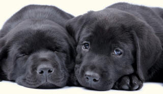 Labrador Retriever Faces
