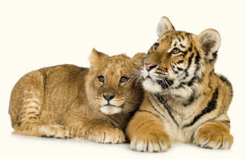 Lion panthera leo and Tiger panthera tigris Cubs