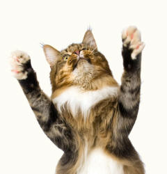 Maine Coon Brown Tabby Raising Forefeet