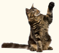 Maine Coon Cat Revealing Paw