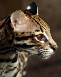 Ocelot leopardus pardalis