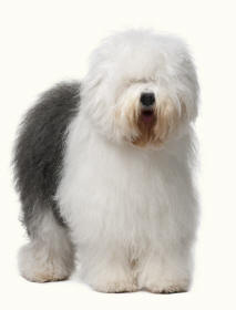 Old English Sheepdog Revealing Paws