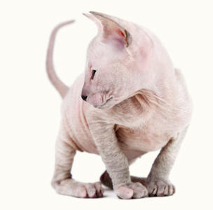 Oriental Kitten On Hocks